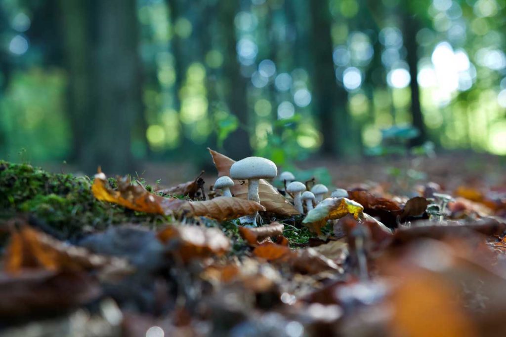 Bornholm słynie z dużej ilości grzybów Dla grzybiarzy to prawdziwy raj.