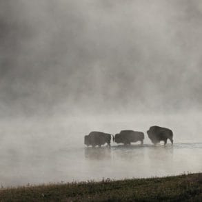 stado żubrów przemierzających rzekę. Podlasie