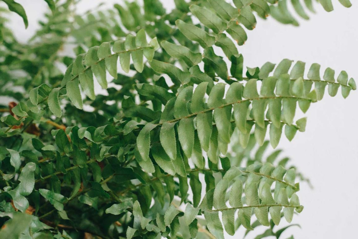 Paprotka należy do kwiatów łatwych w uprawie