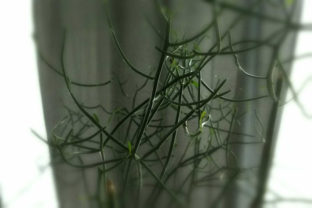 Wilczomlecz palczasty - modna roślina domowa